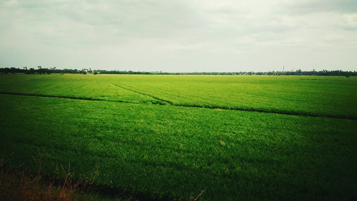 Lush green fields in the countryside