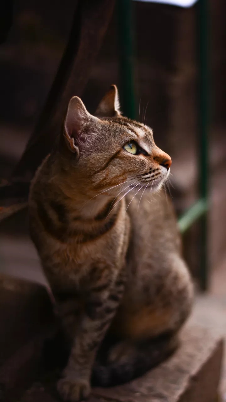 kitten