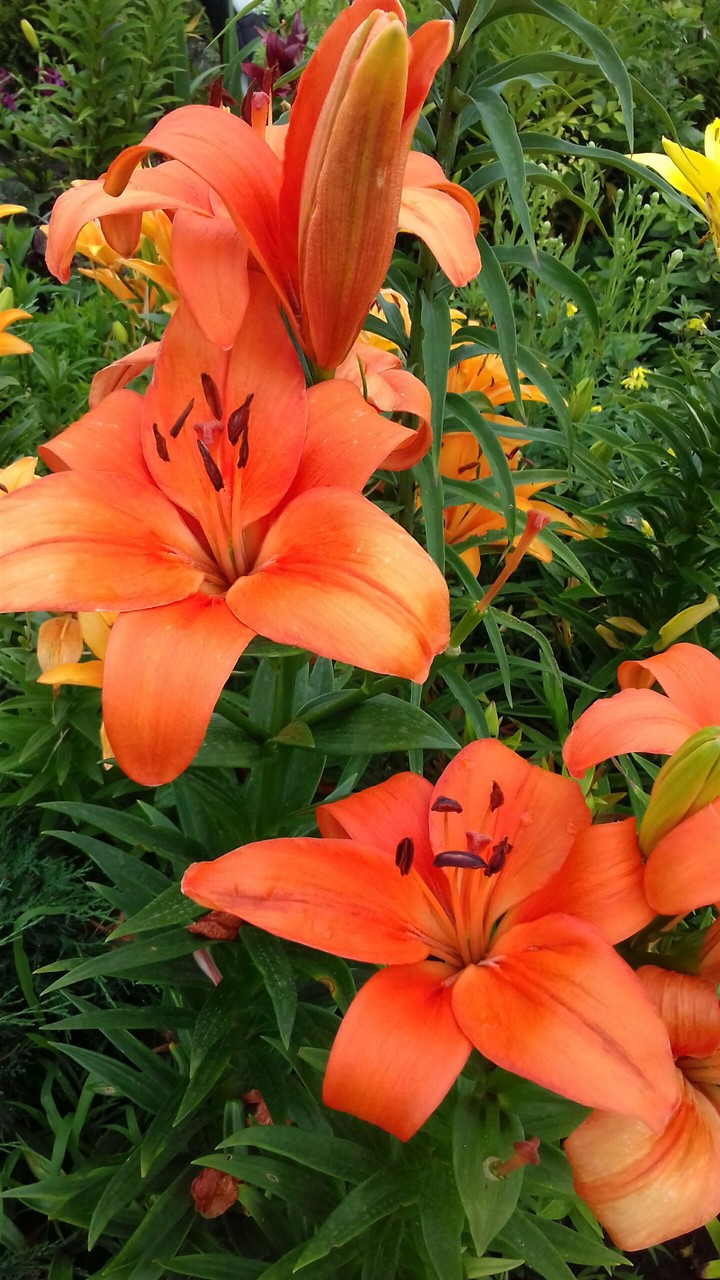 Orange Dreams