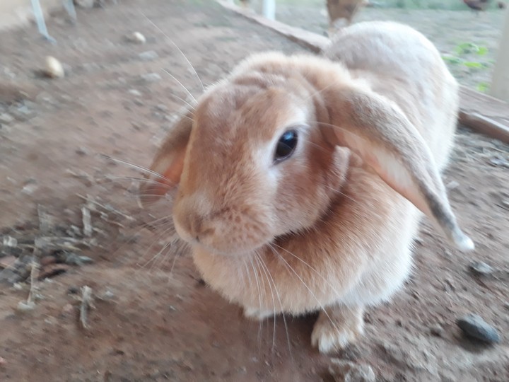 my rabit