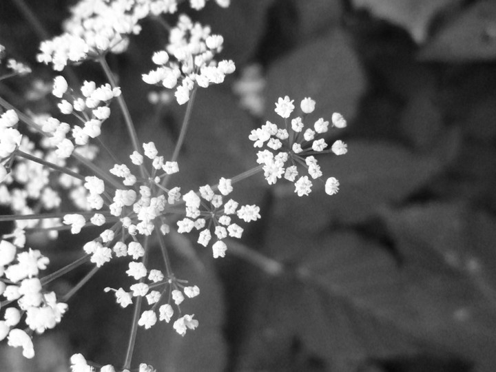 Vintage flowers