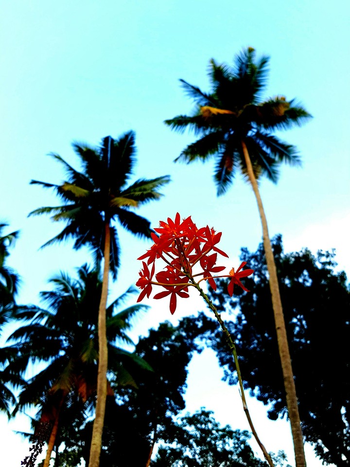 Nature with flower