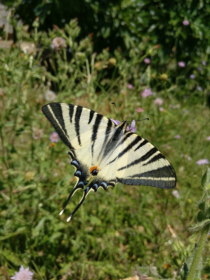 papillon Machaon