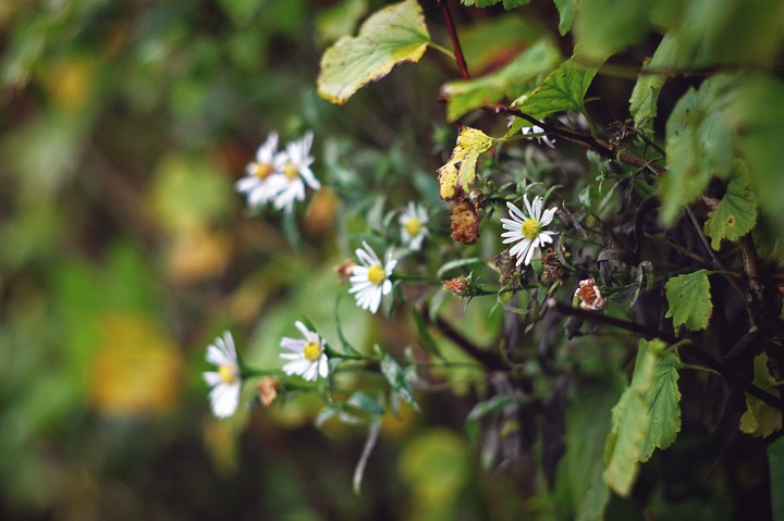 field daisies