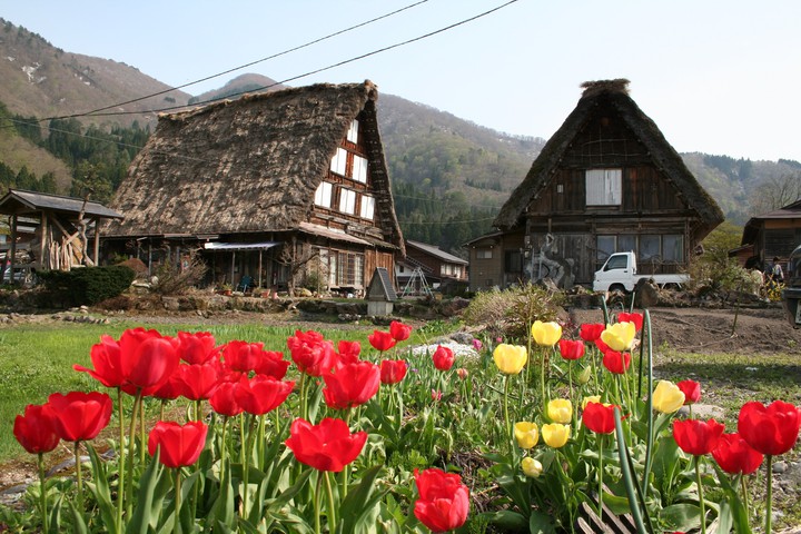 tulips - Shirakawa-go