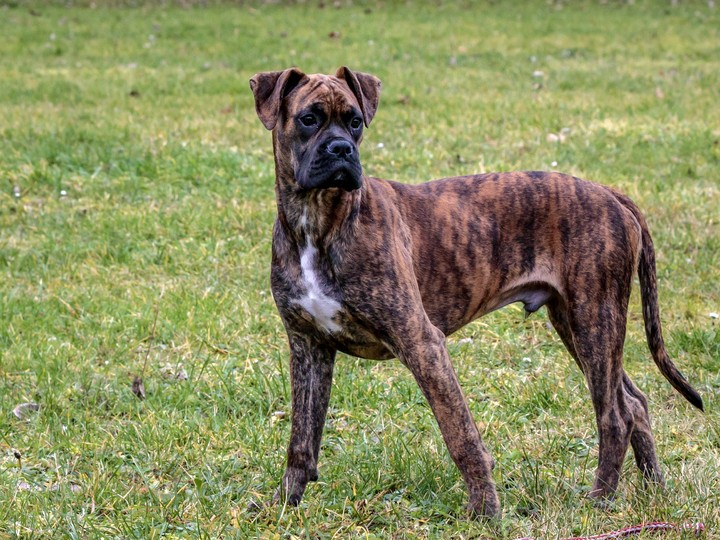 Ares ...