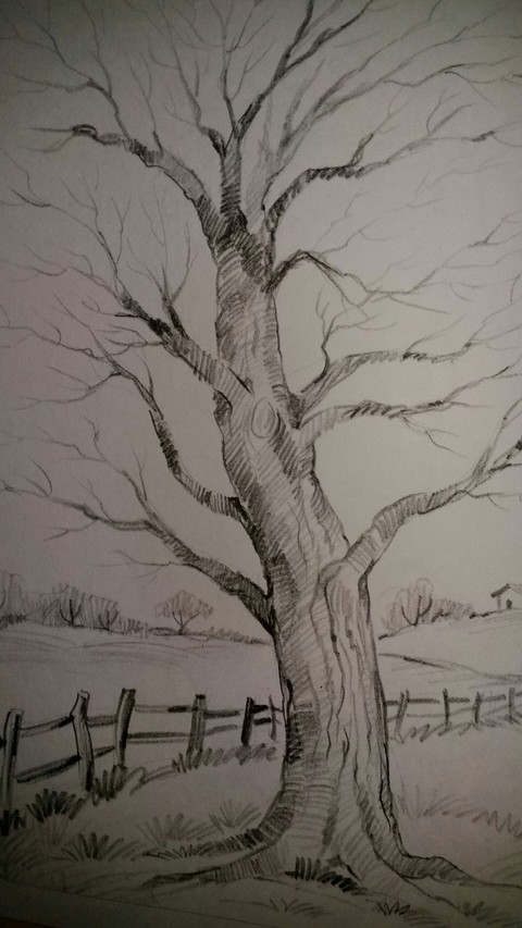 sketch of trees