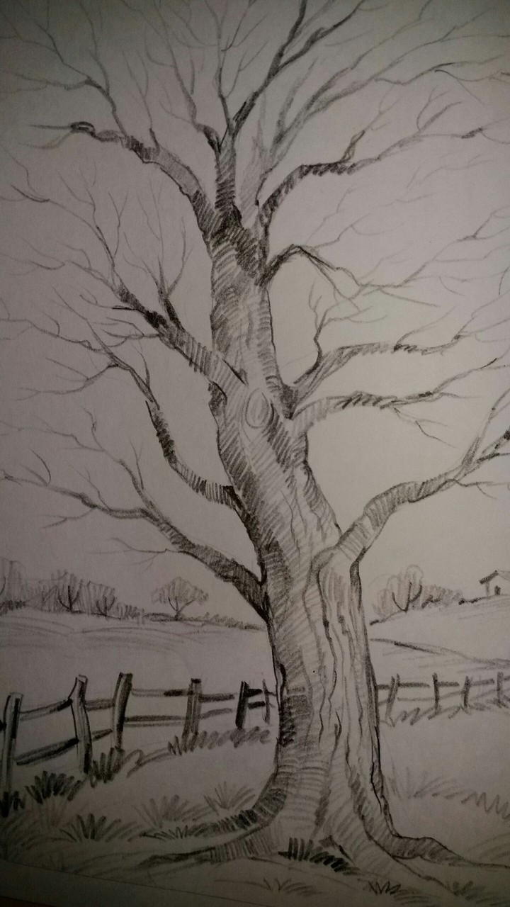 sketch of trees