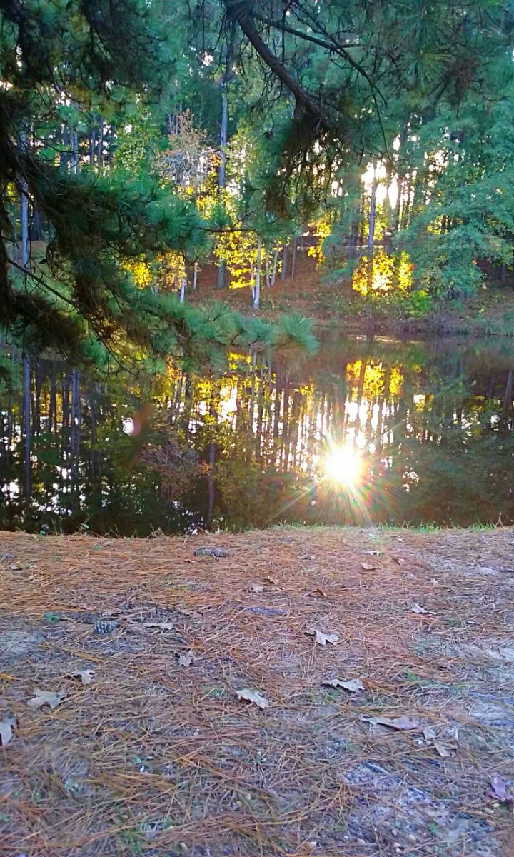 Pond with trees