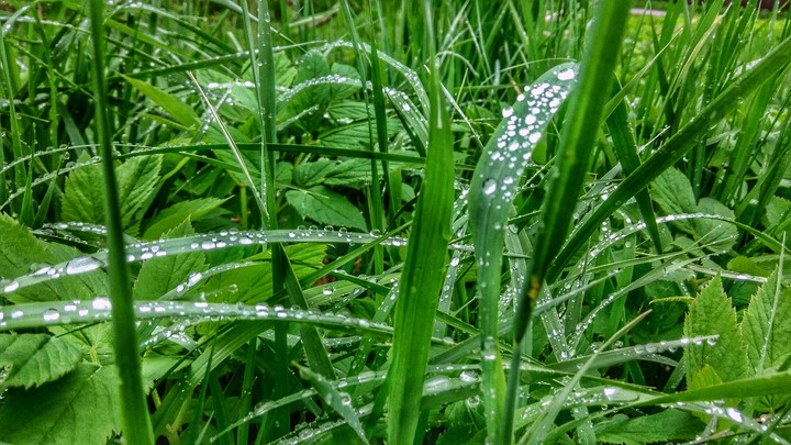 morning dew