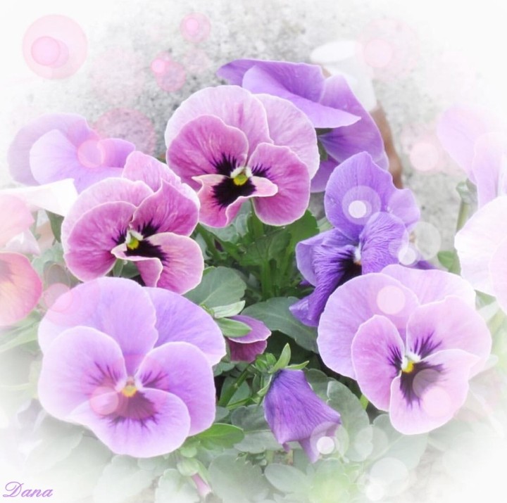 Viola