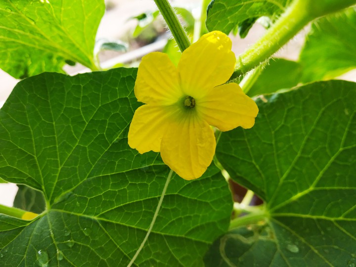 Flower