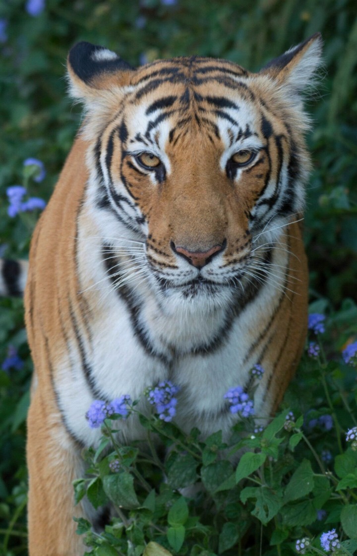 mystical tigress