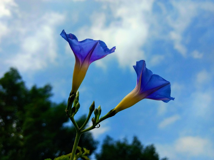 "Live life in full bloom."