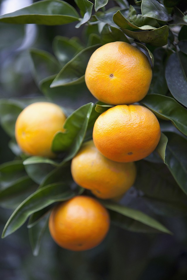 fruit