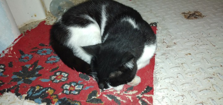 cat