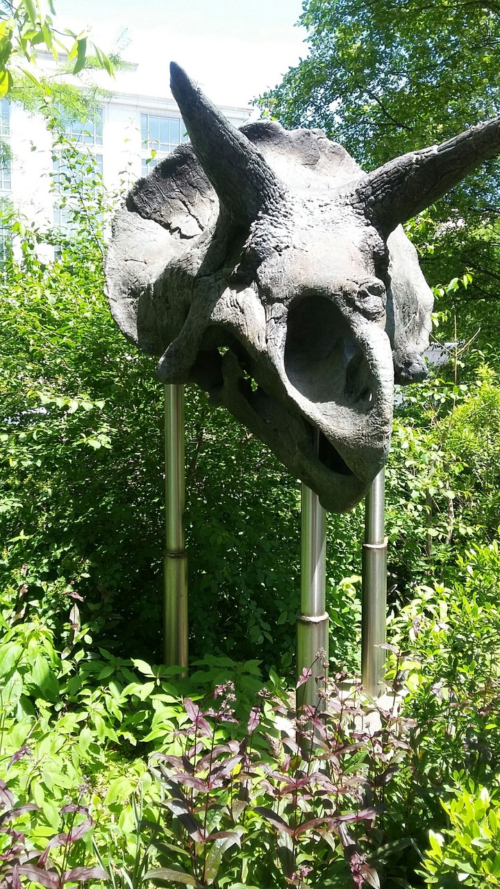 Fossil at D.C