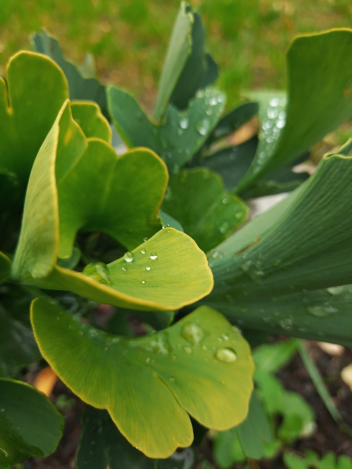 ginkgo
