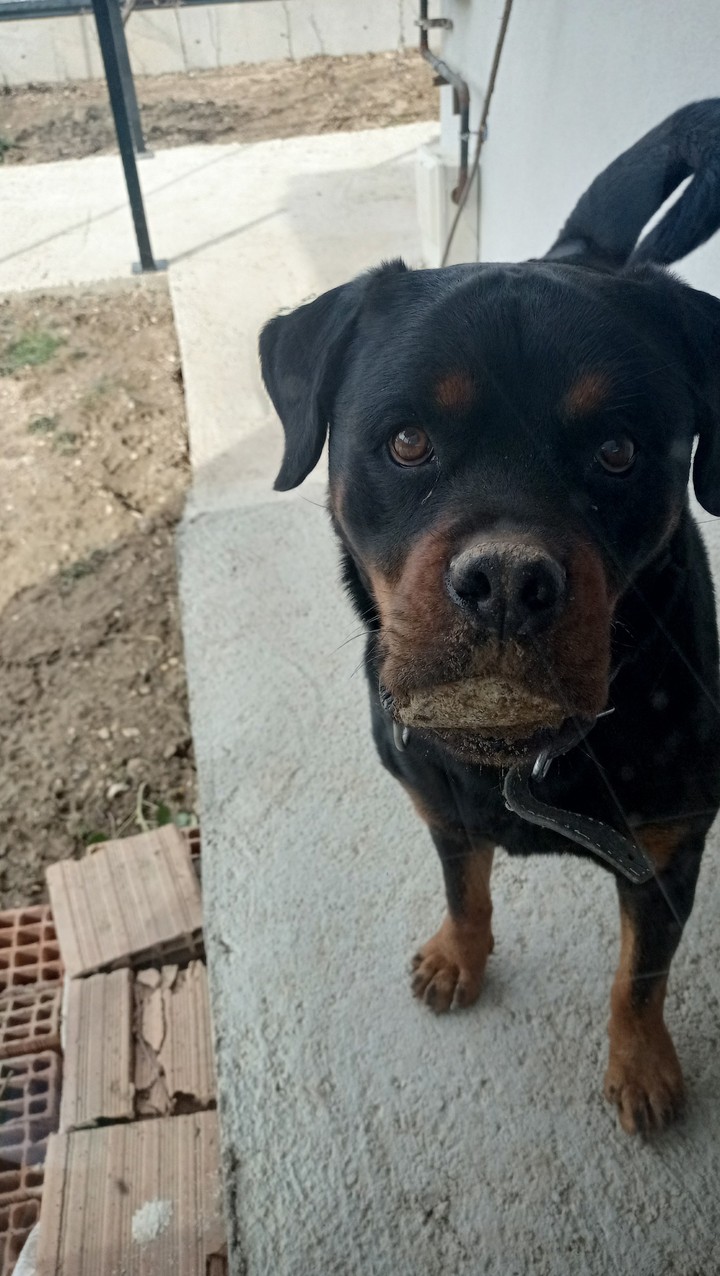 rottweiler