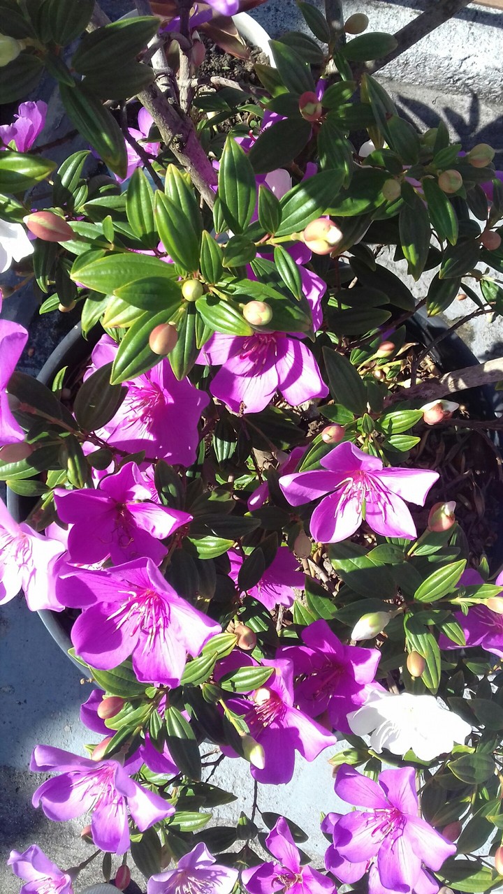 Flores
