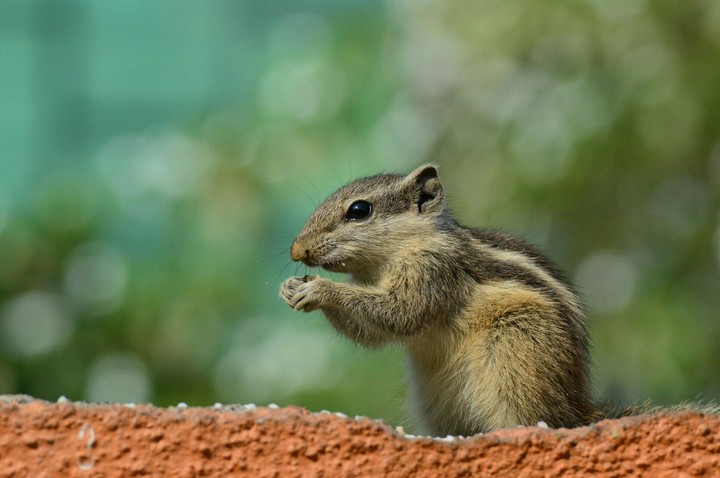 squirrel