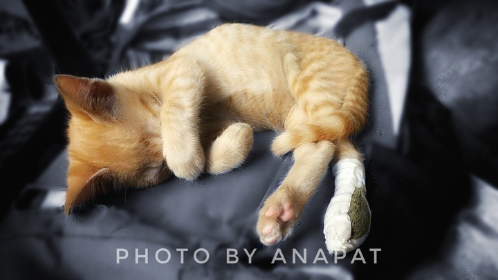 shy cat