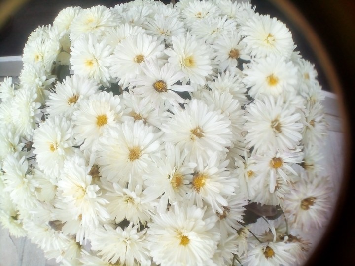 beautiful white flowers