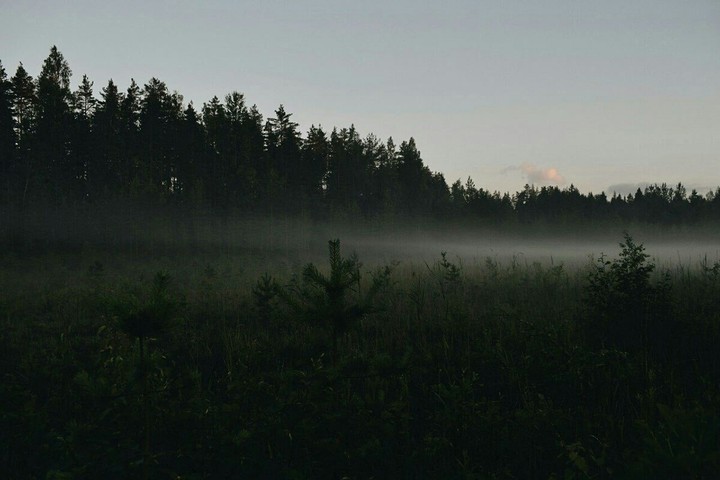 лес