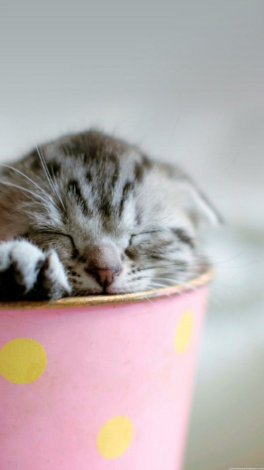 trop mignon