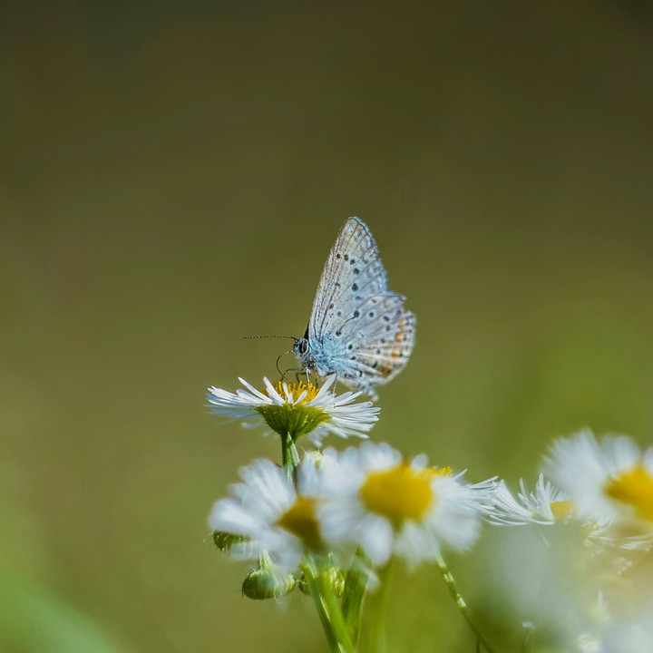 butterfly