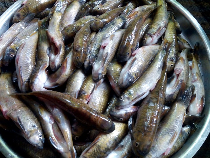 Fish☺