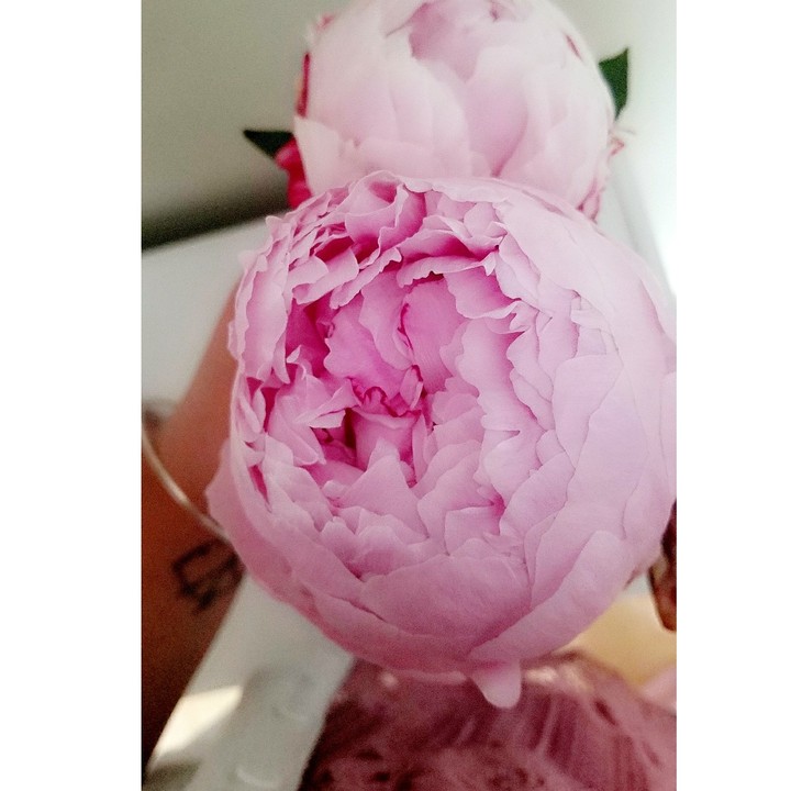 Peony Bloom