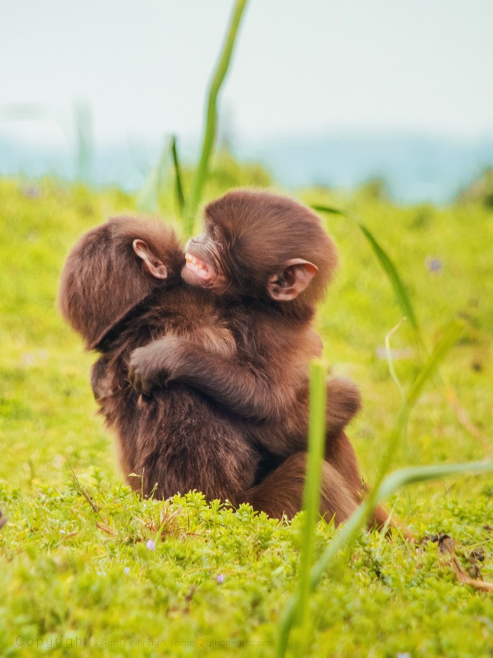 Baboon Brother Hug