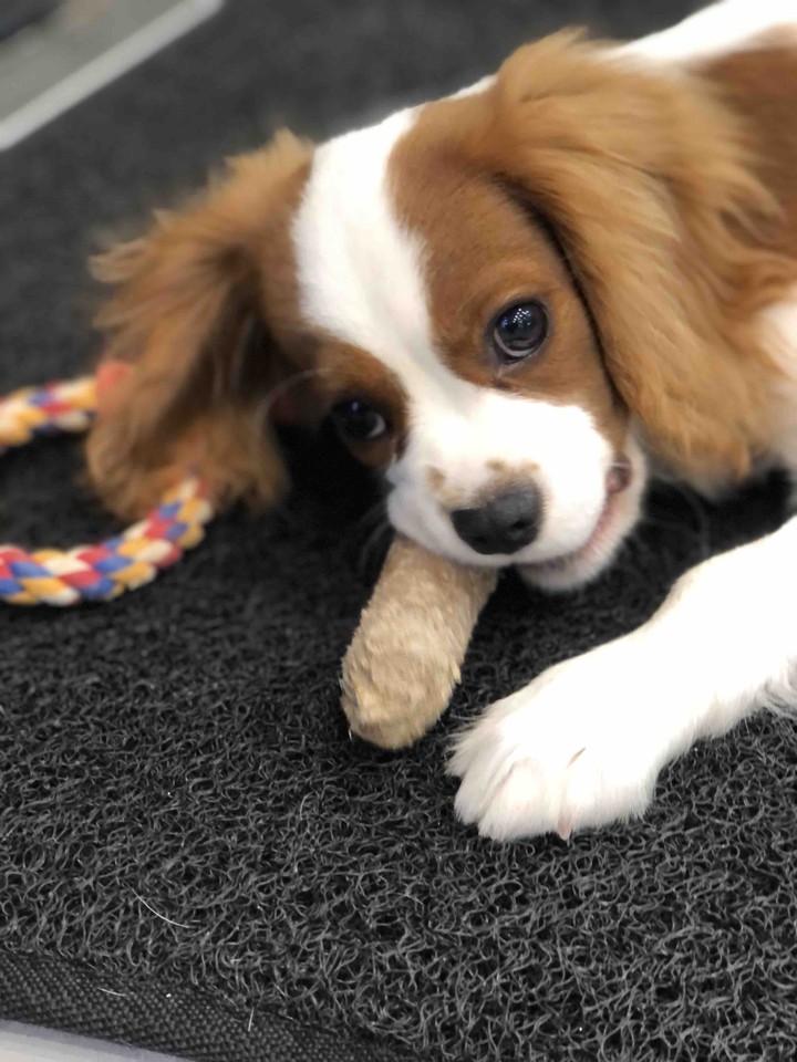 Charlie