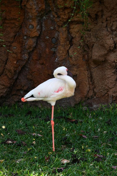 wing, bird Hintergrundbilder