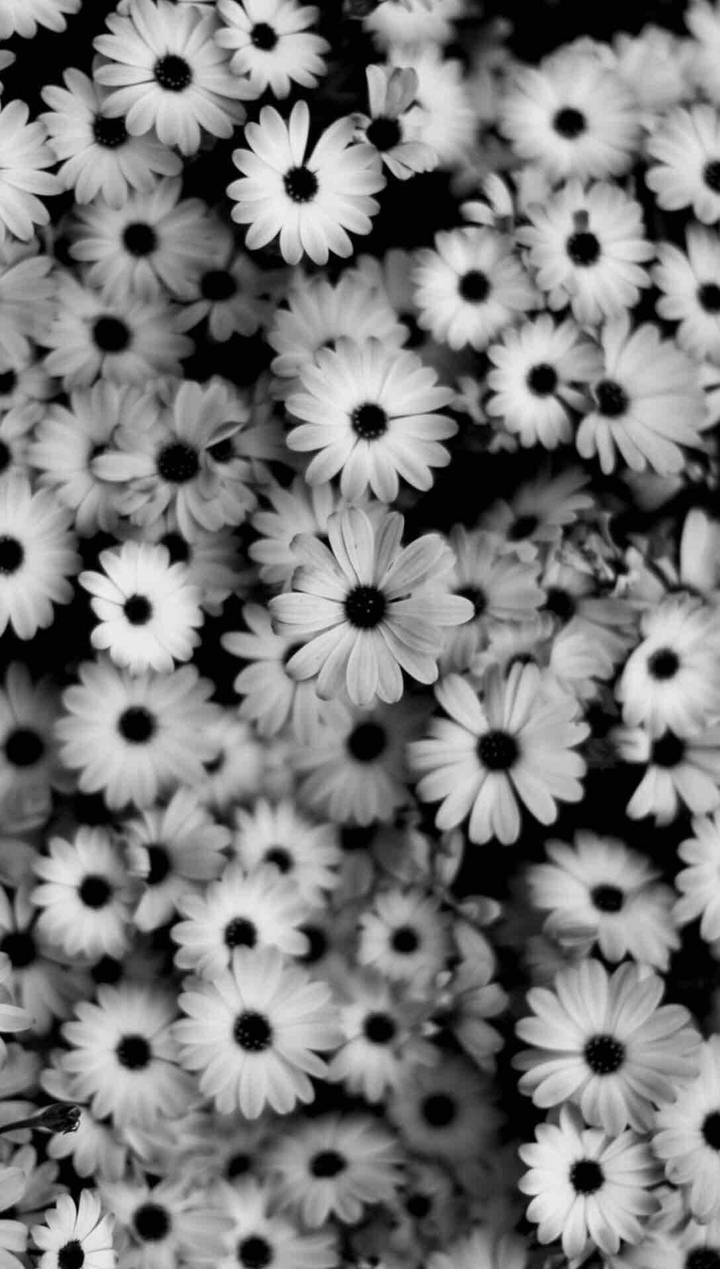 flores flowers