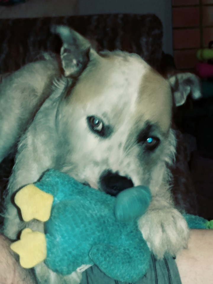 Wally with his Christmas toy