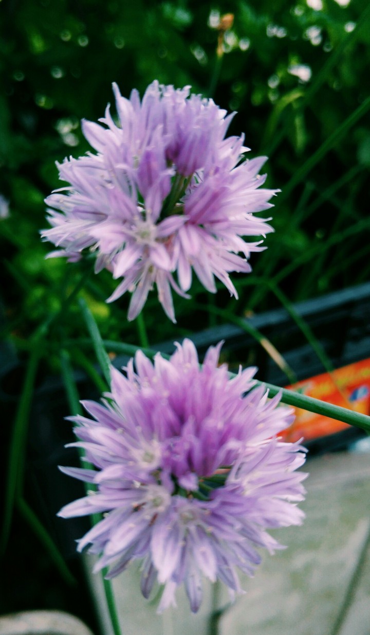 fiore