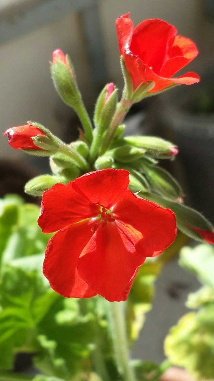 flower