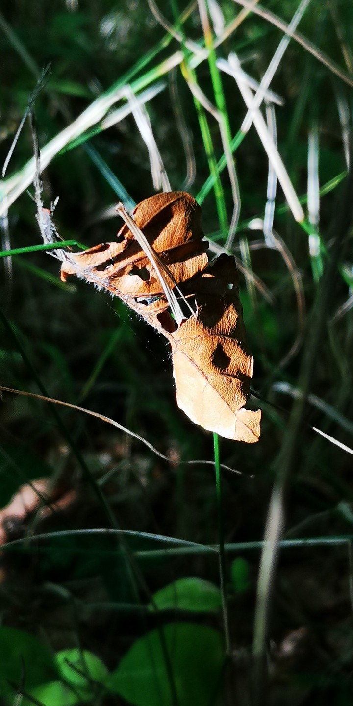 Herbstliches Stillleben