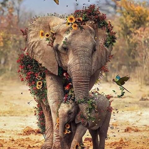 elephant