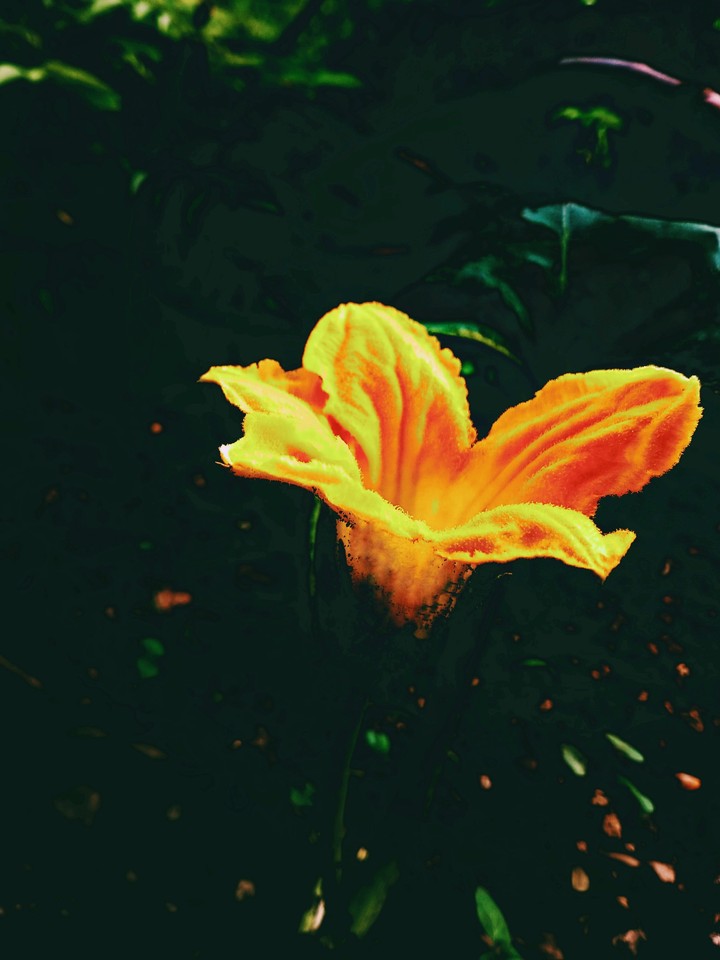 yellow flws