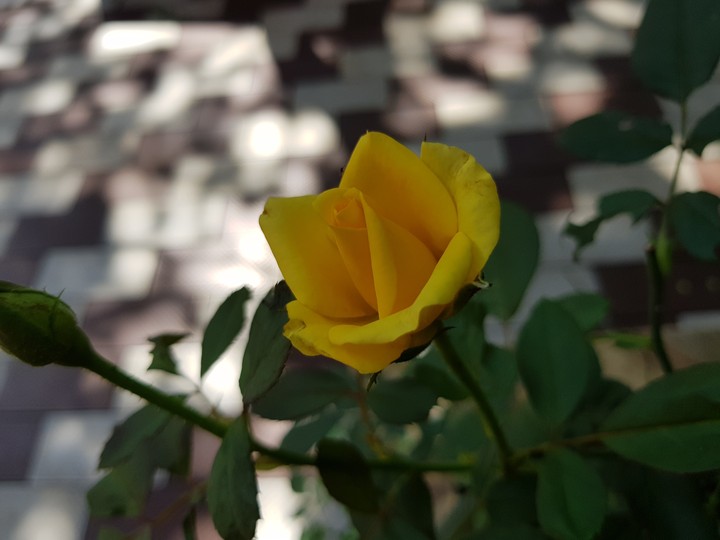 Yellow Rose