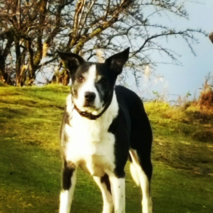 homer