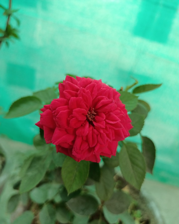 Red ??