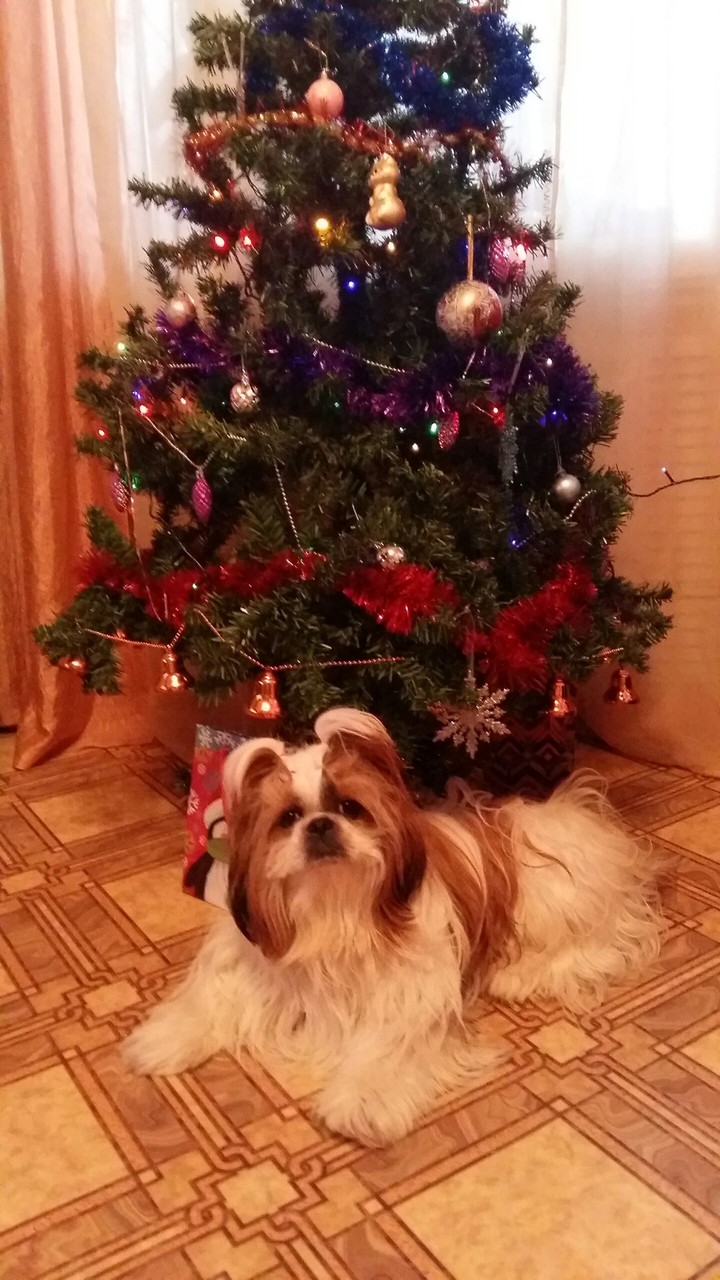 новый год