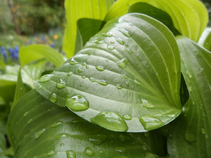 Leaf and dew in the morning