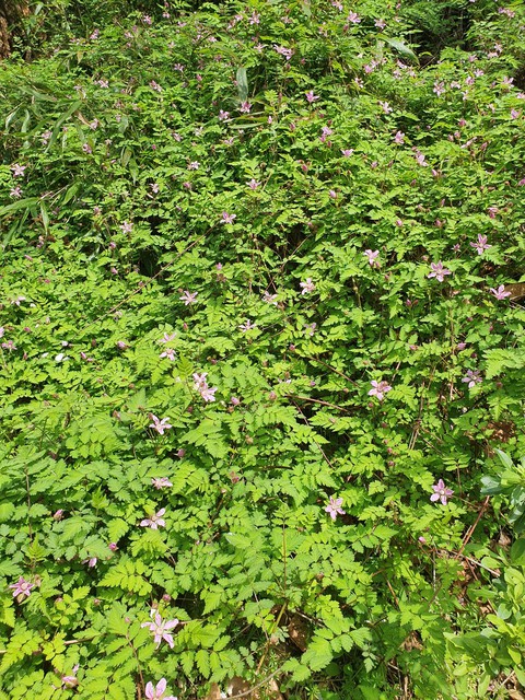 찔레꽃