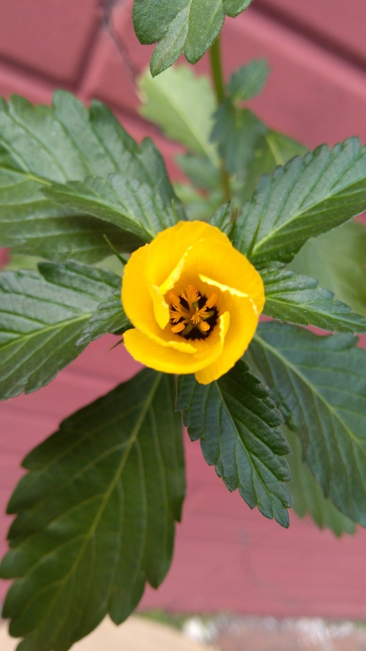 flower yellow