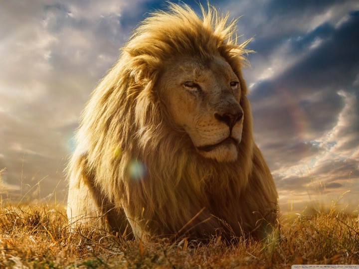 lion king